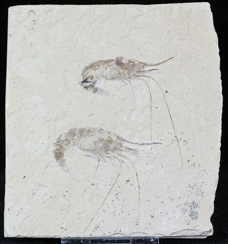 Cretaceous Fossil Shrimp Carpopenaeus - Lebanon #22882